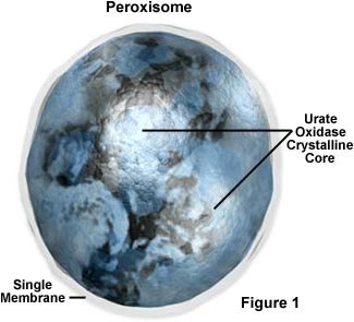peroxisome.jpg